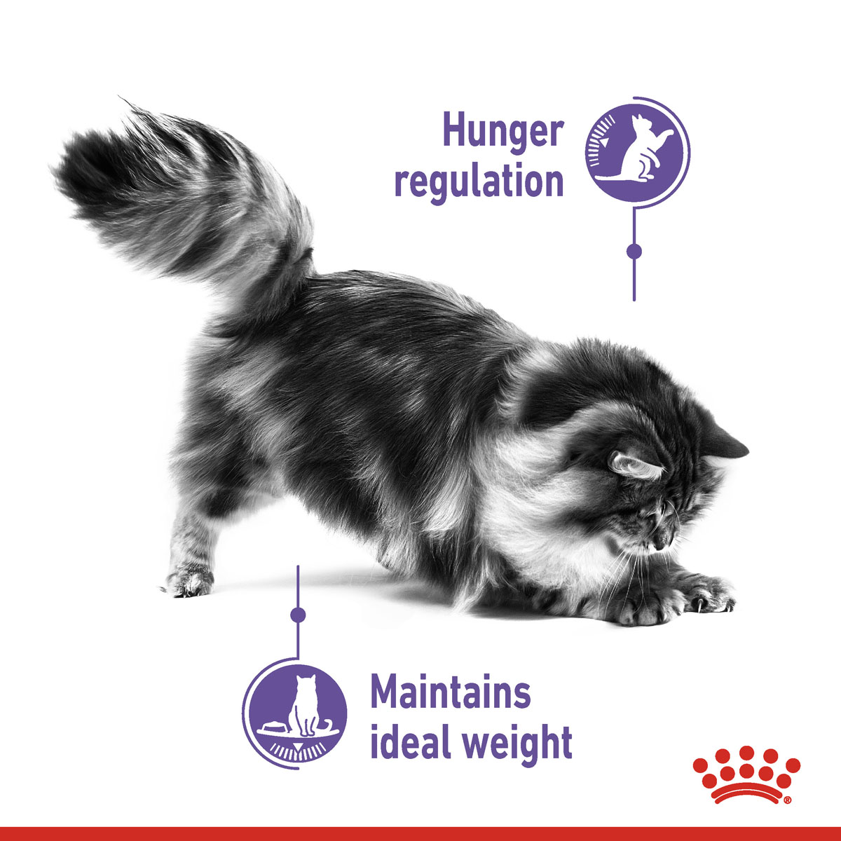 Royal Canin FCN Appetite Control günstig kaufen