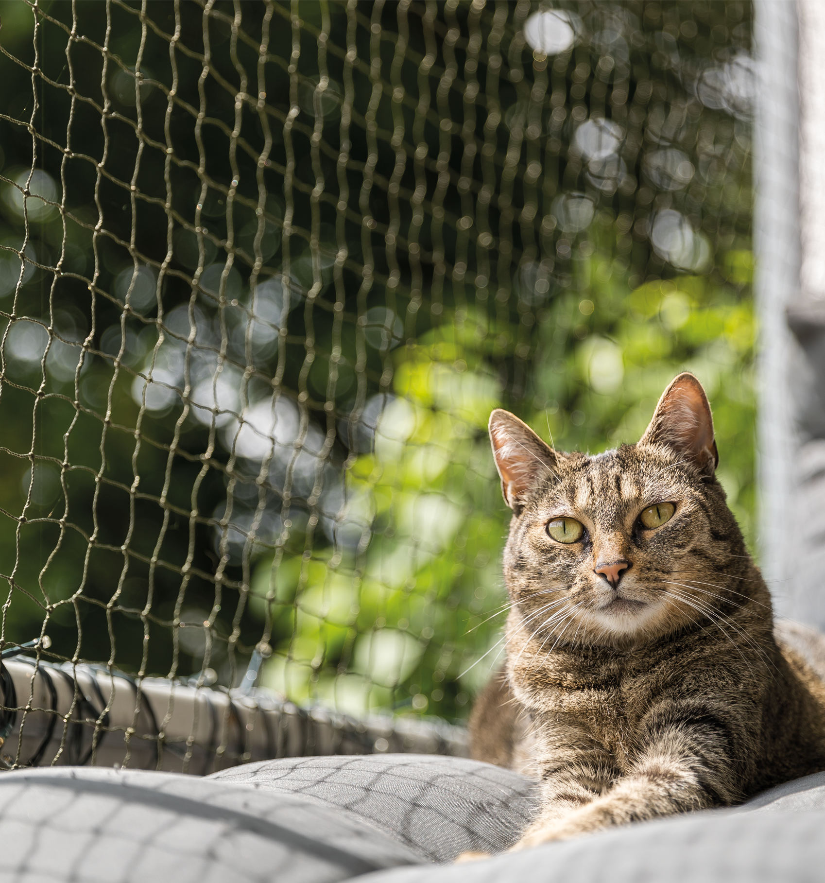 Trixie Schutznetze Trixie Katzenschutznetz Cat Protect 3 m, 2 m
