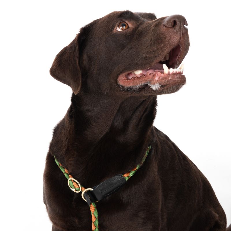 TIAKI Retrieverleine Twist zu TOP-Preisen