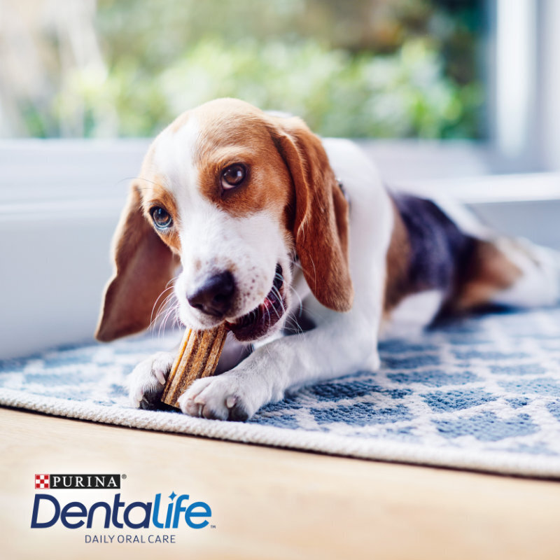 DentaLife Snacks DentaLife PURINA Hunde-Zahnpflege-Snacks Multipack Mini, 54x