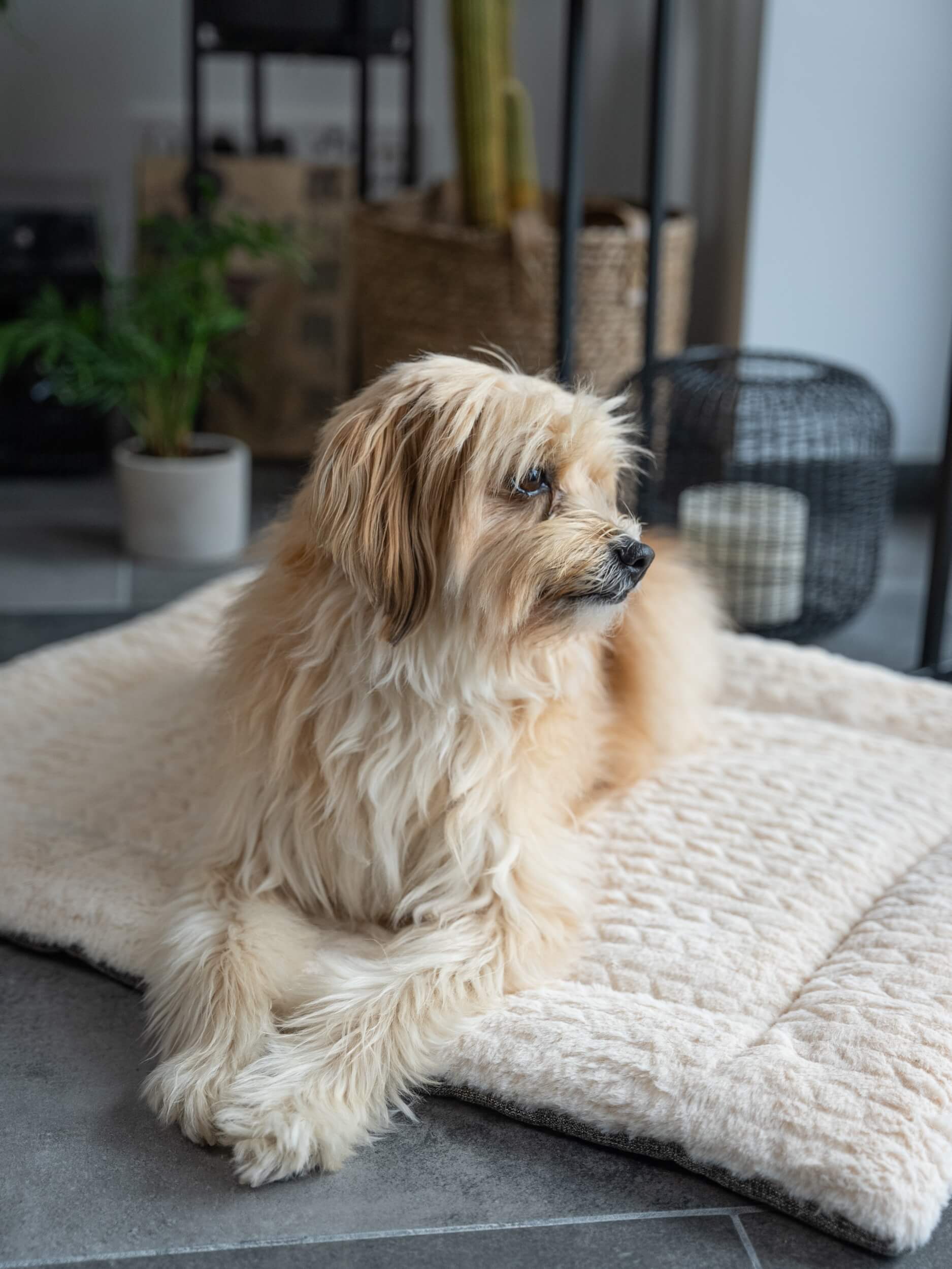 TrendPet Hundedecken TrendPet Heaven gefütterte Liegedecke beige XL