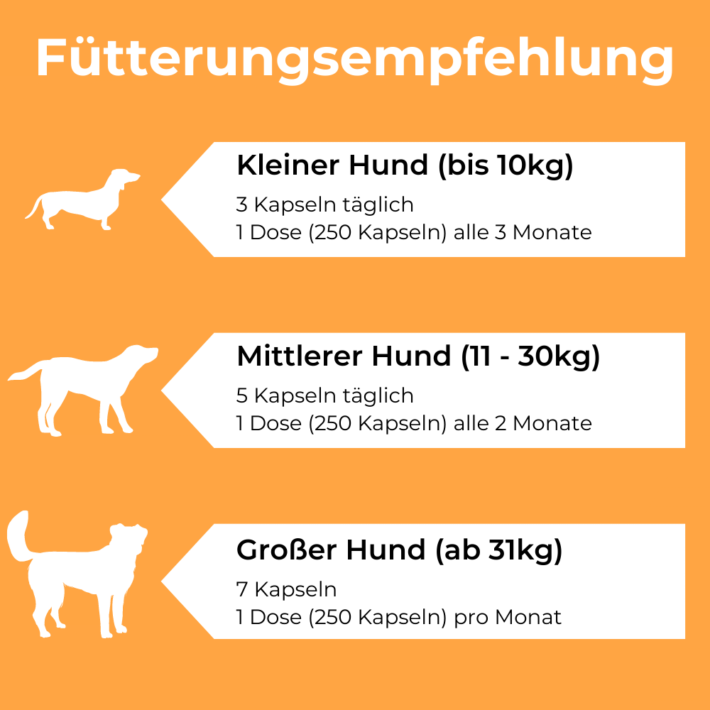 Dog-Native Ergänzungsfutter & Aufzucht Dog-Native Gelenkkapseln für Hunde, natürliche Gelenk-Kapseln mit Grünlippmuschel, MSM, Kollagen-Hydrolysat und Chondroitin, hochdosiert für Gelenke, 250 Kapseln