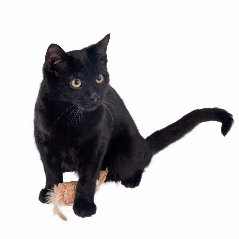 TIAKI Katzenspielzeug Feder-Korken mit Katzenminze