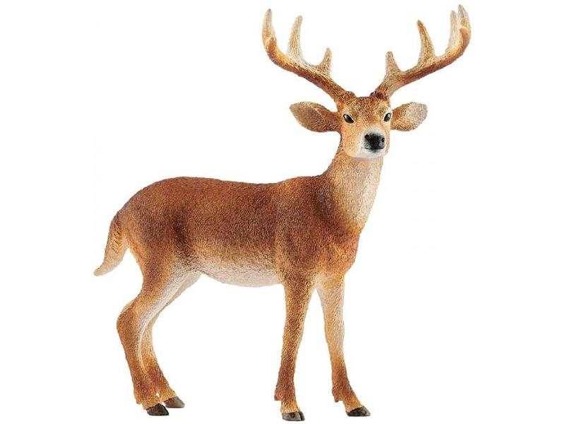 Cerf de Virginie