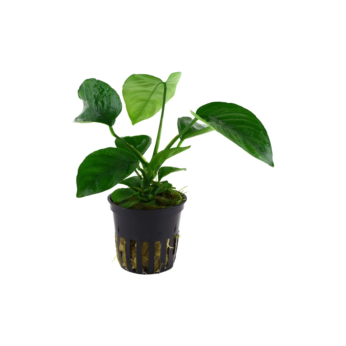 Tropica Aquariumpflanze Anubias barteri caladiifolia