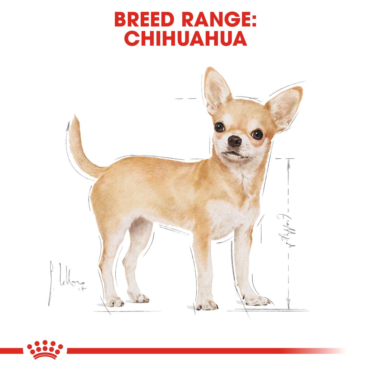 ROYAL CANIN Chihuahua Adult 3kg + Nassfutter 12x85g bei ZooRoyal