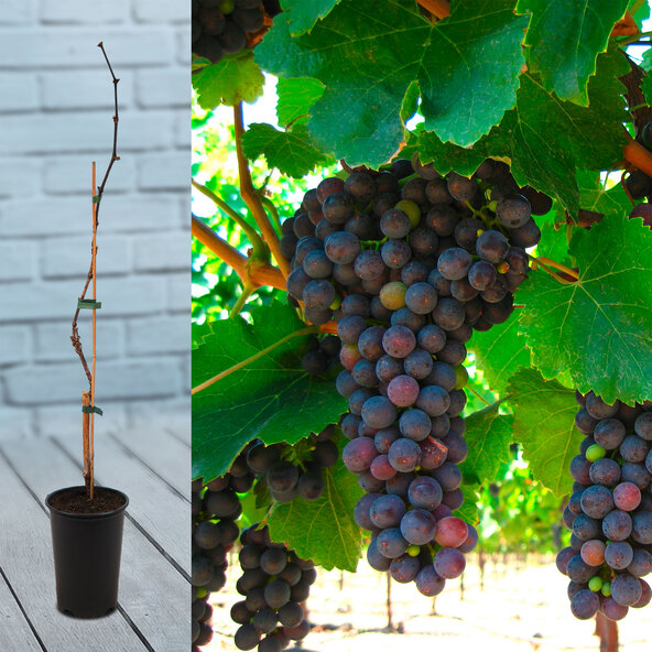 Weinrebe Blaues Früchtchen