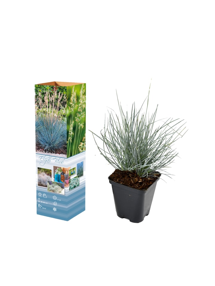 OH2 8er-Set: Festuca Glauca Elijah Blue in Blau günstig kaufen onesize