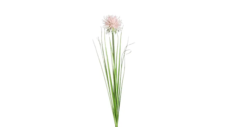 Gras mit Fruchtstand rosee