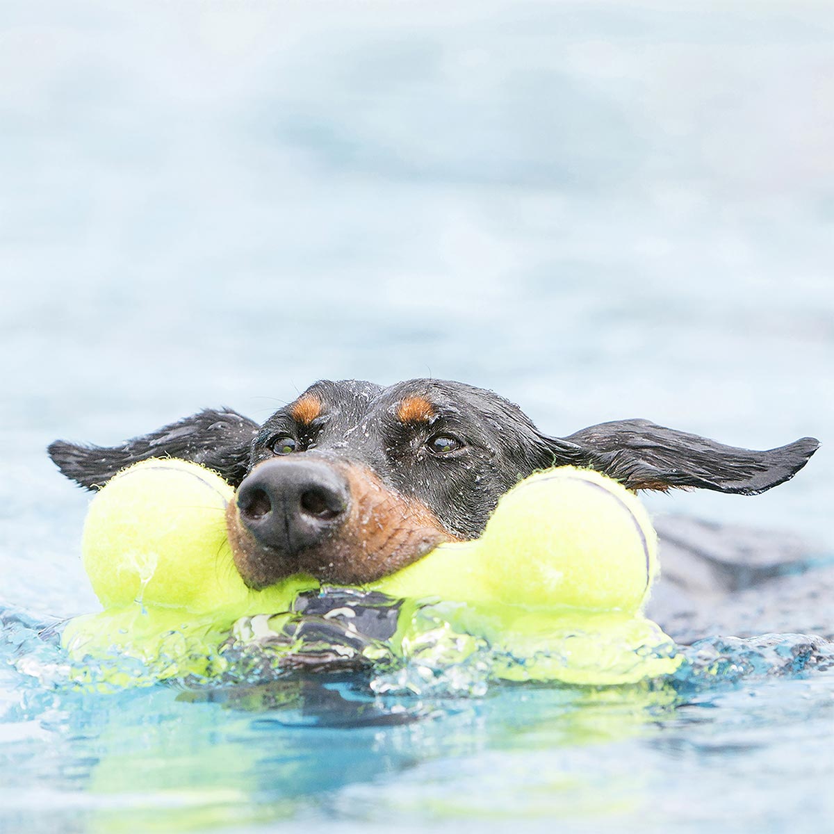 KONG Hundespielzeug AirDog Knochen M günstig kaufen bei ZooRoyal