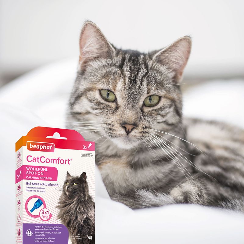 Beaphar CatComfort Wohlfühl Spot-On zu TOP-Preisen
