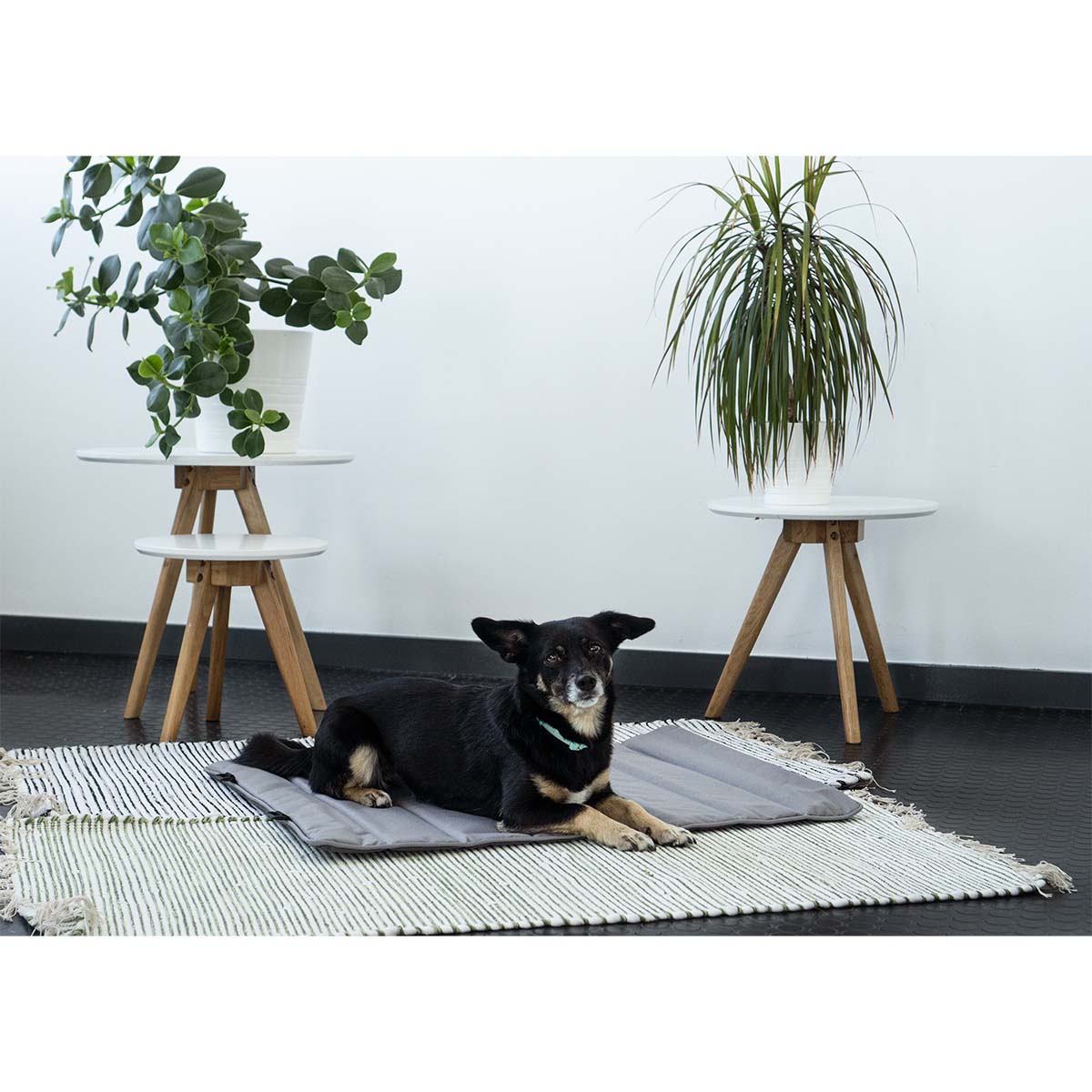 ZooRoyal Reisedecke Sam 75x60cm günstig kaufen