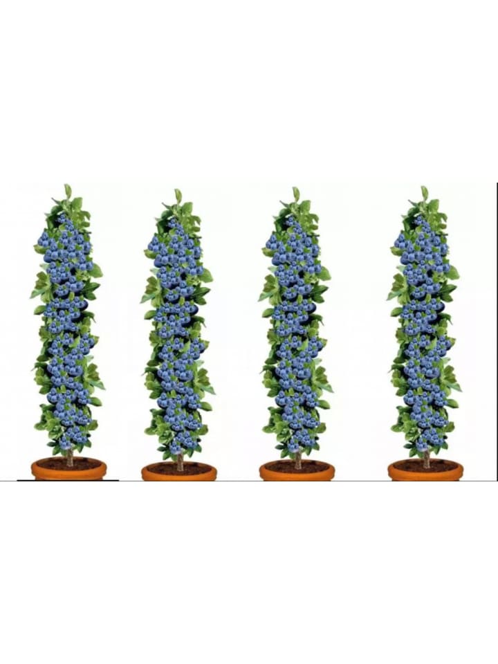 OH2 4er-Set: Blaubeere in Blau günstig kaufen onesize