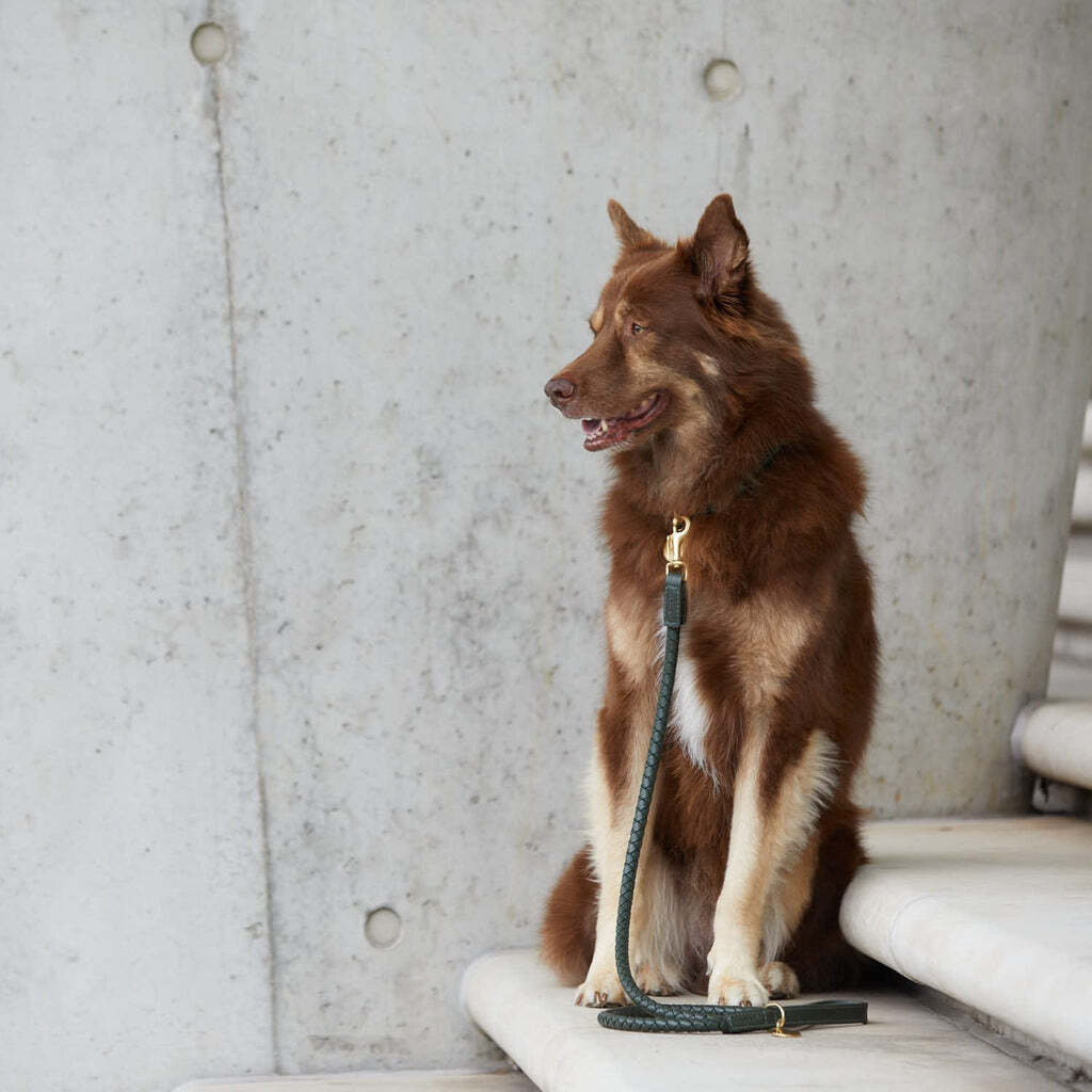 William Walker Hundehalsbänder William Walker Hundehalsband Twisted Dark Moss M
