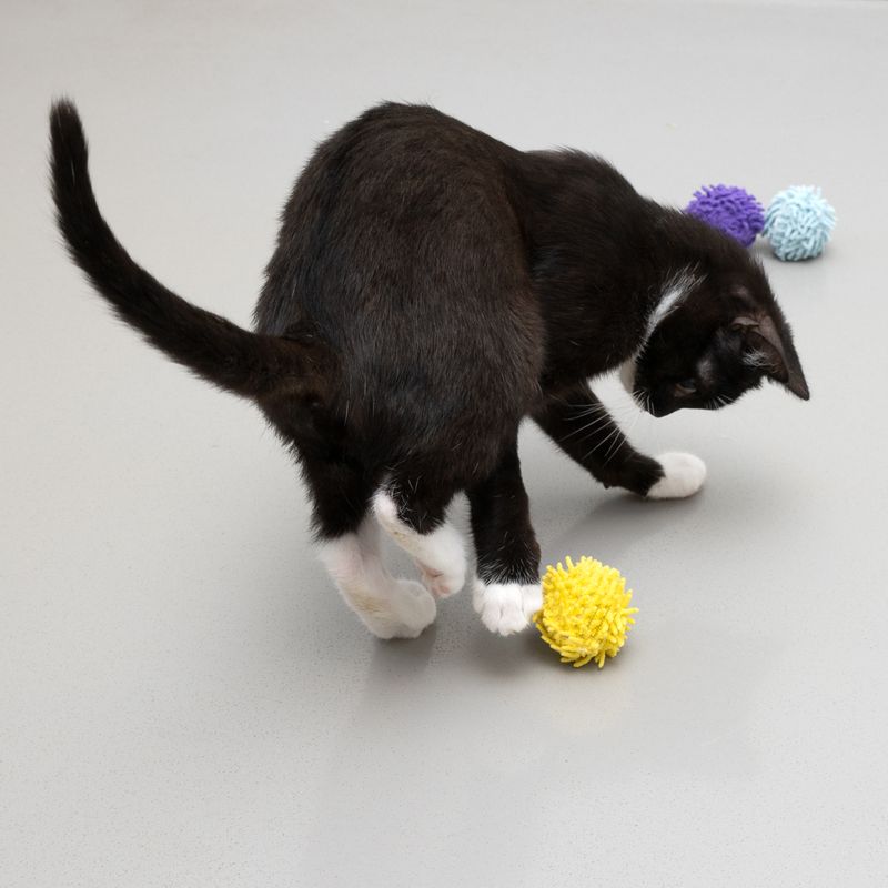 TIAKI Pompon Ball-Set mit Katzenminze zu TOP-Preisen