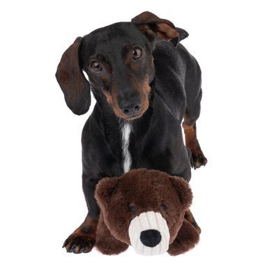 TIAKI Hundespielzeug Bandana Bär zum Sonderpreis!
