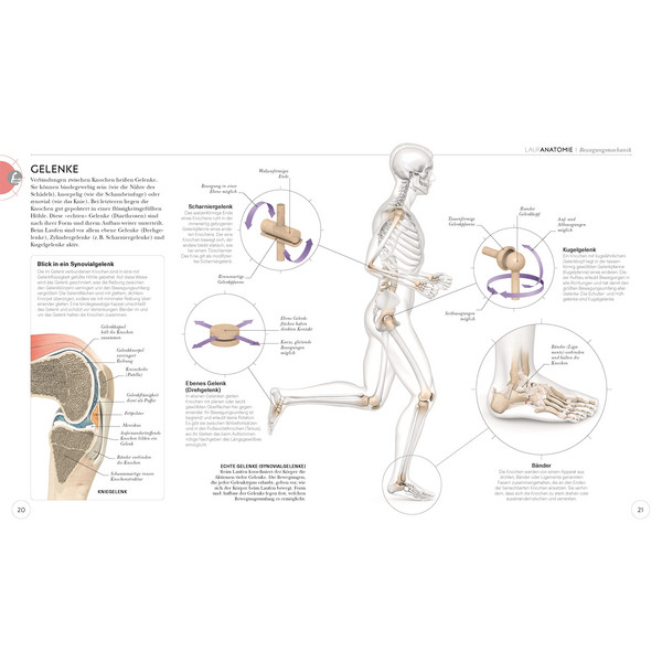 LAUFTRAINING - DIE ANATOMIE VERSTEHEN - Sportratgeber