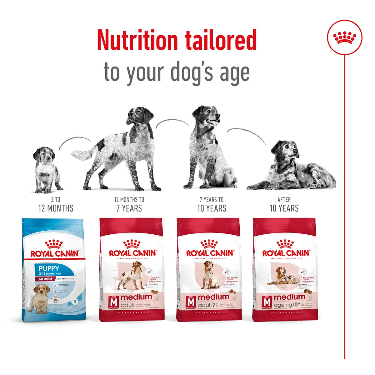 ROYAL CANIN MEDIUM Ageing 10+ Trockenfutter für ältere mittelgroße Hunde