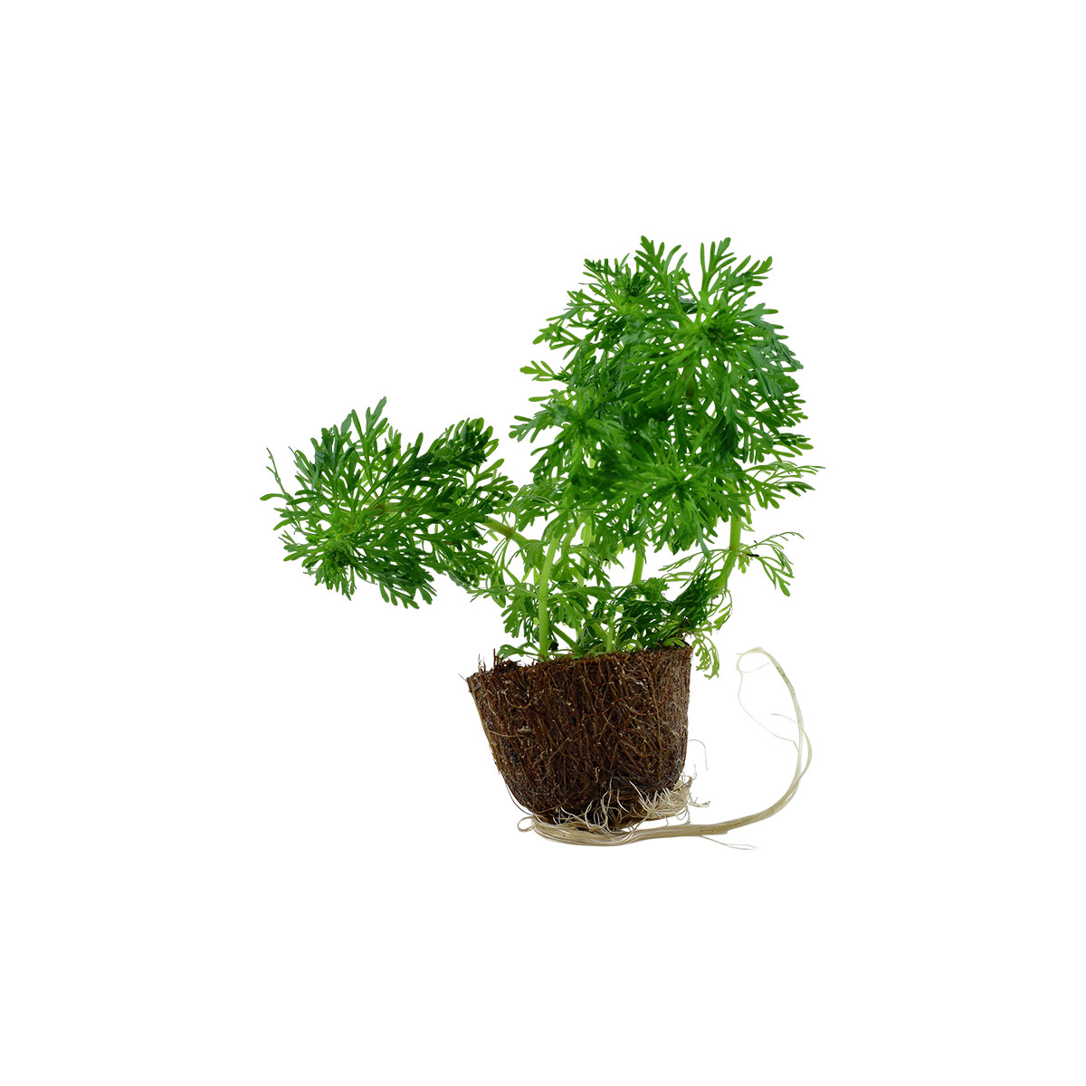 Tropica Aquariumpflanze Limnophila sessiliflora bei ZooRoyal