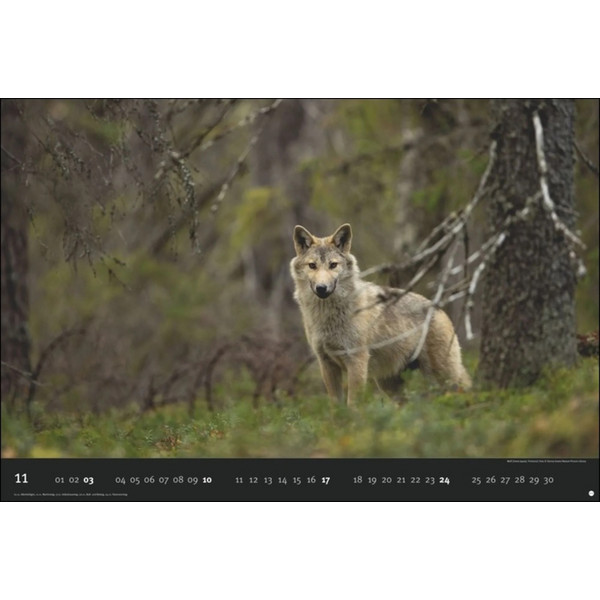 DIE LETZTE WILDNIS EDITION 2024 - Kalender