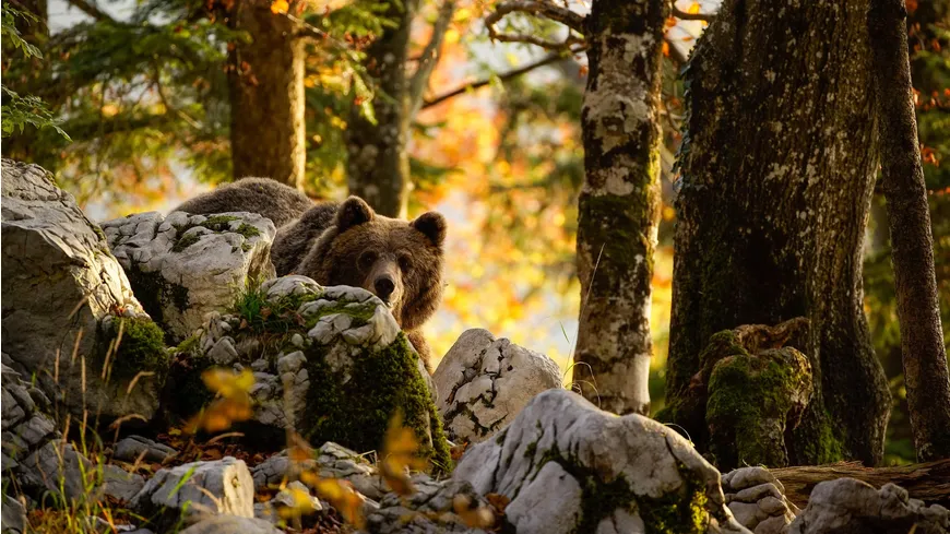 Wilde Alpen