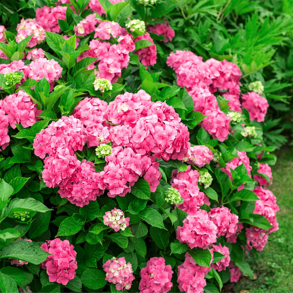 Bauernhortensie King Size Pink