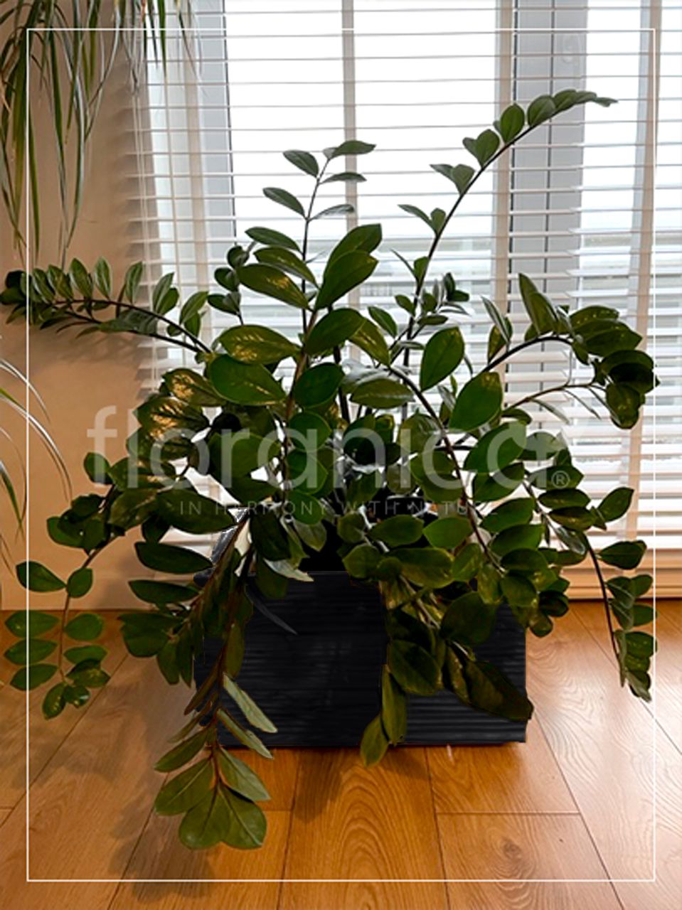 Pemicont Floranica Blumentopf aus Holz Kasten 50cm x 535cm x 285cm Anthrazit Imprägnierte Lärche Schutzhülle für Kräuter Blumen Haus- und Gartendekoration Innen- und Außeneinsatz EU-Produkt