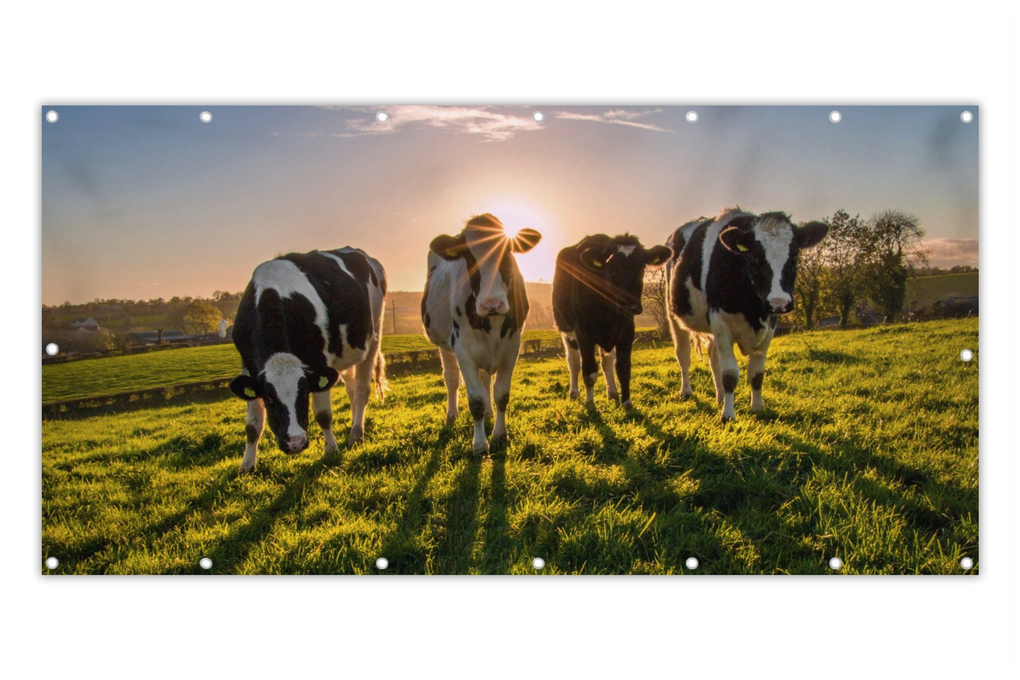 MuchoWow Balkonsichtschutz Kühe - Sonne - Gras - Tiere - Bauernhof (1-St) Balkonbanner, Sichtschutz für den Balkon, Robustes und wetterfest