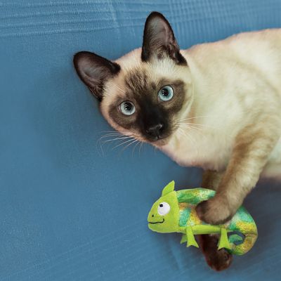KONG Refillables Katzenspielzeug Chameleon