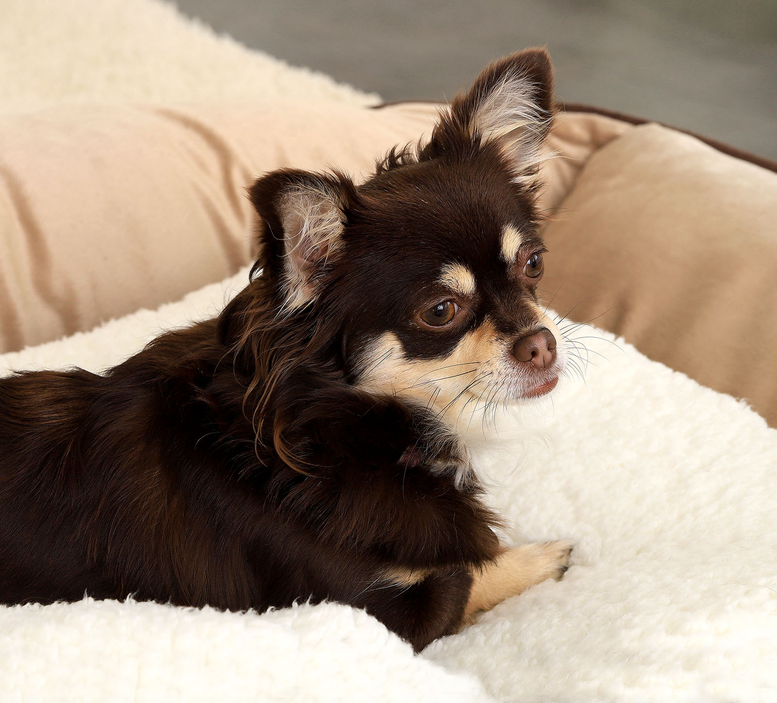 Lionto Hundedecken Lionto Selbstheizende Wärmematte für Haustiere