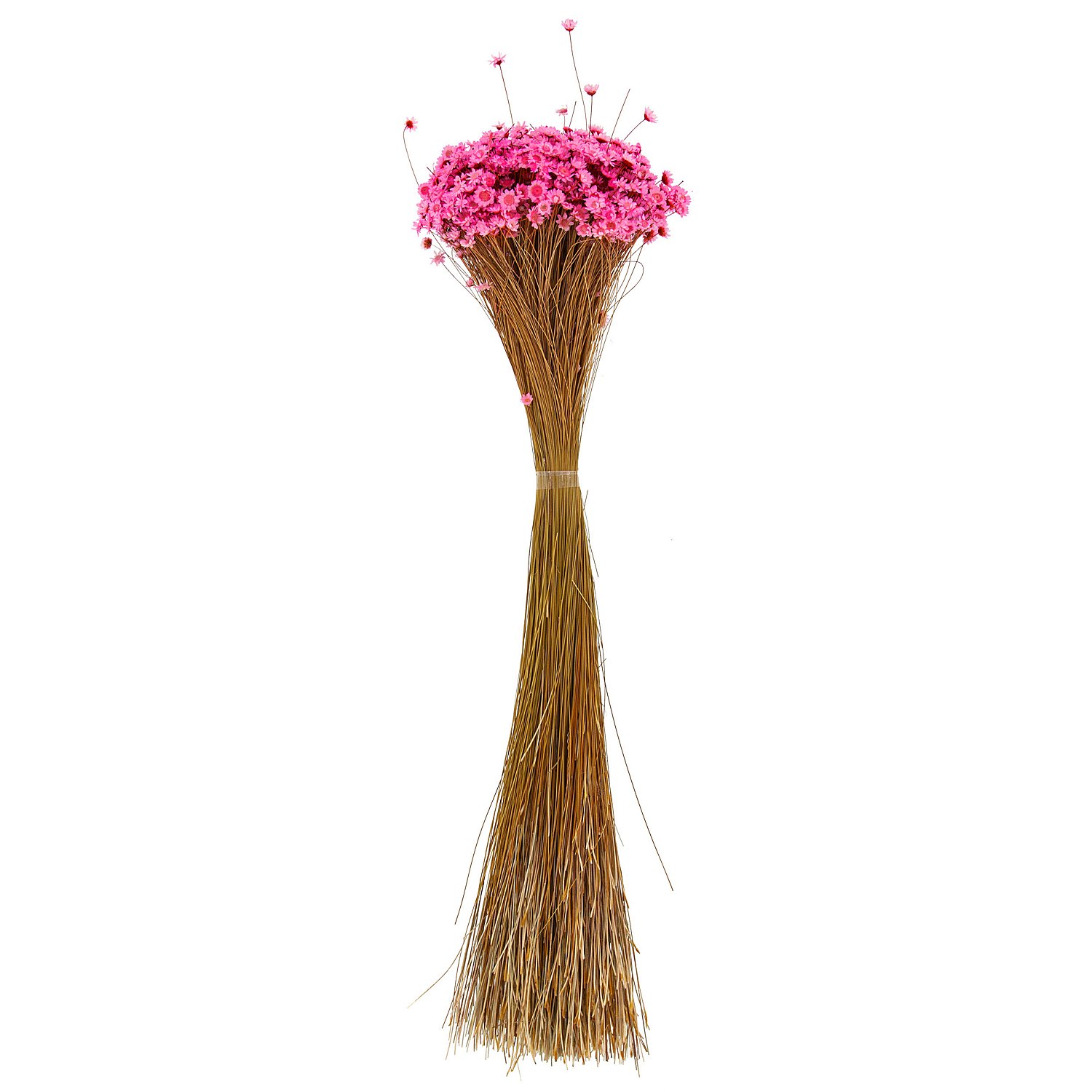 Trockenblumen Glixia, pink