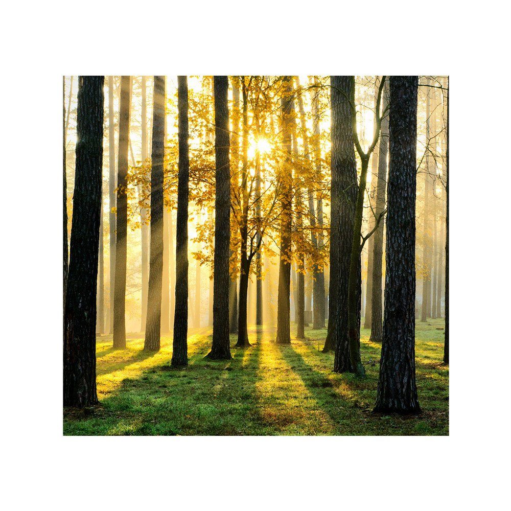liwwing Fototapete Fototapete Wald Bäume Sonnenstrahlen grün Ruhe liwwing no. 62, Wald