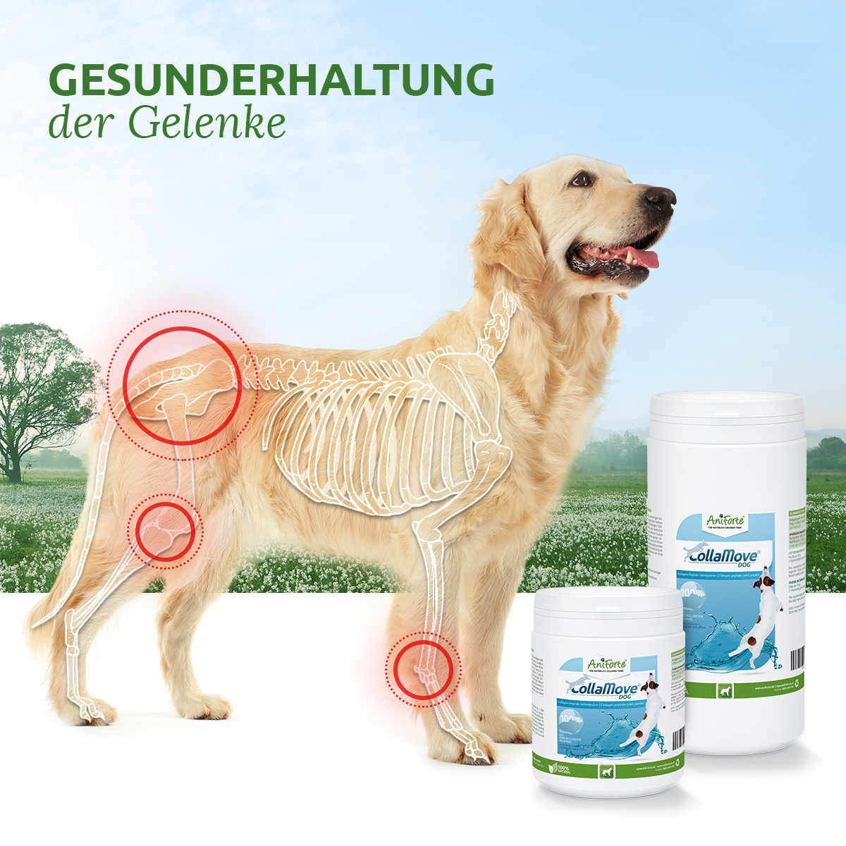 Aniforte Ergänzungsfutter & Aufzucht Aniforte Kollagen CollaMove Kollagen 250 g
