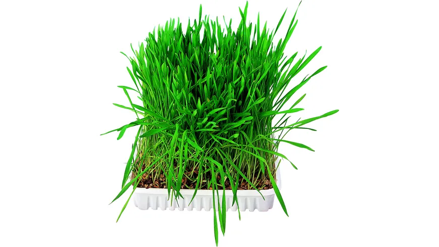 Trixie Kleintiergras 100 g