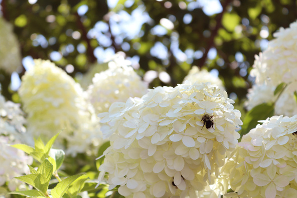 Rispenhortensie Big Bang