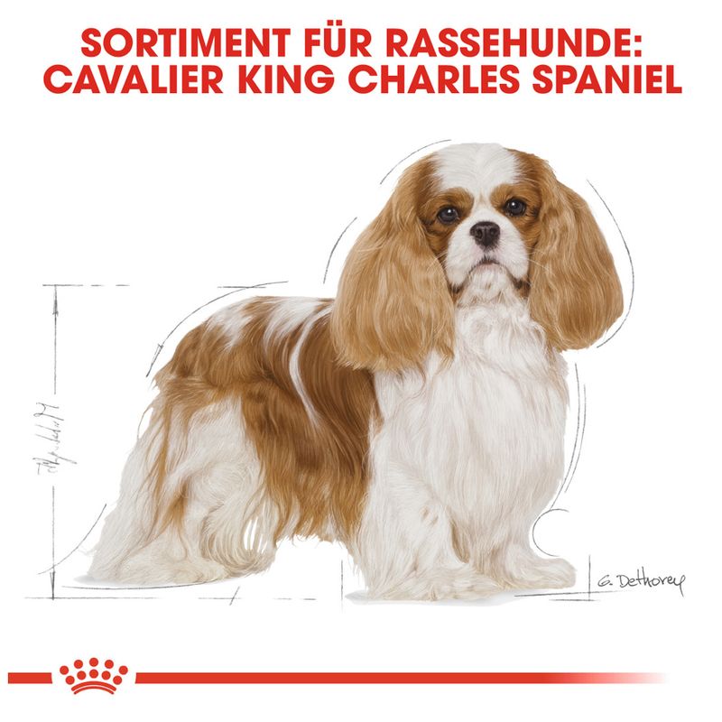 Royal Canin Cavalier King Charles Adult