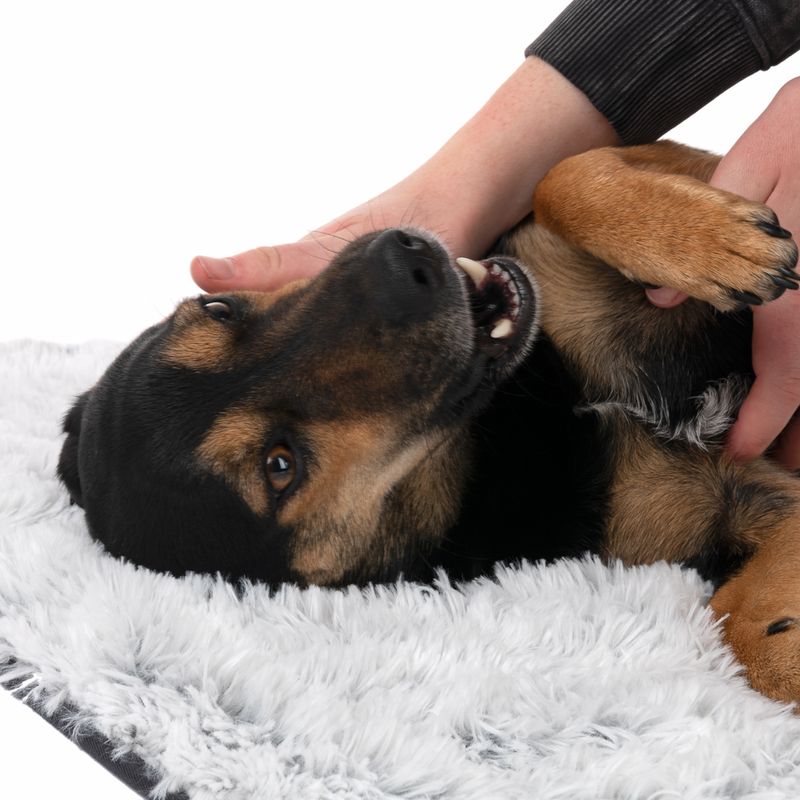 TIAKI Hundedecke Cloud zu TOP-Preisen