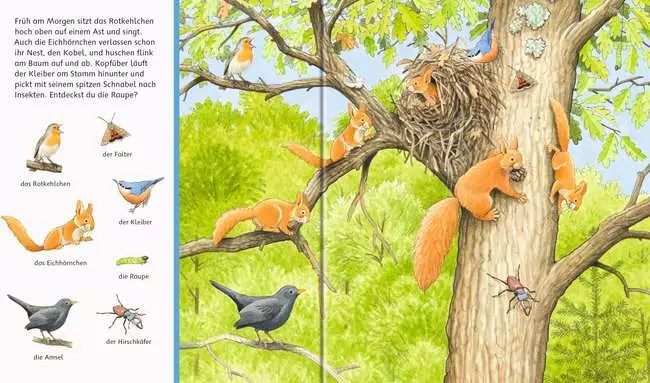 Sachen suchen: Tiere im Wald