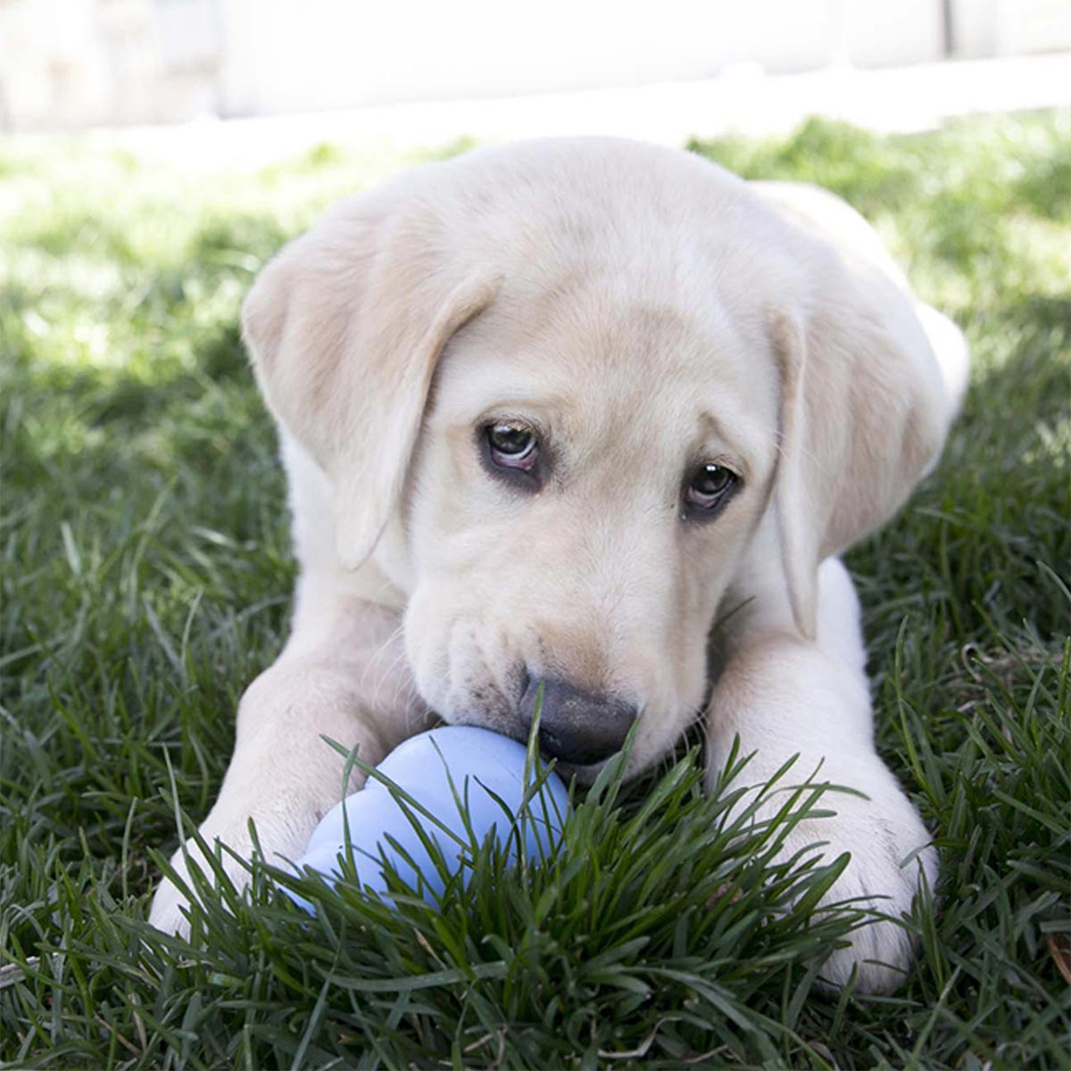 KONG Puppy günstig kaufen bei ZooRoyal
