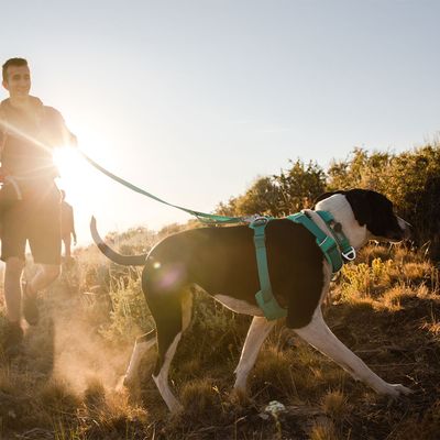 Ruffwear Front Range Hundegeschirr, Aurora Teal