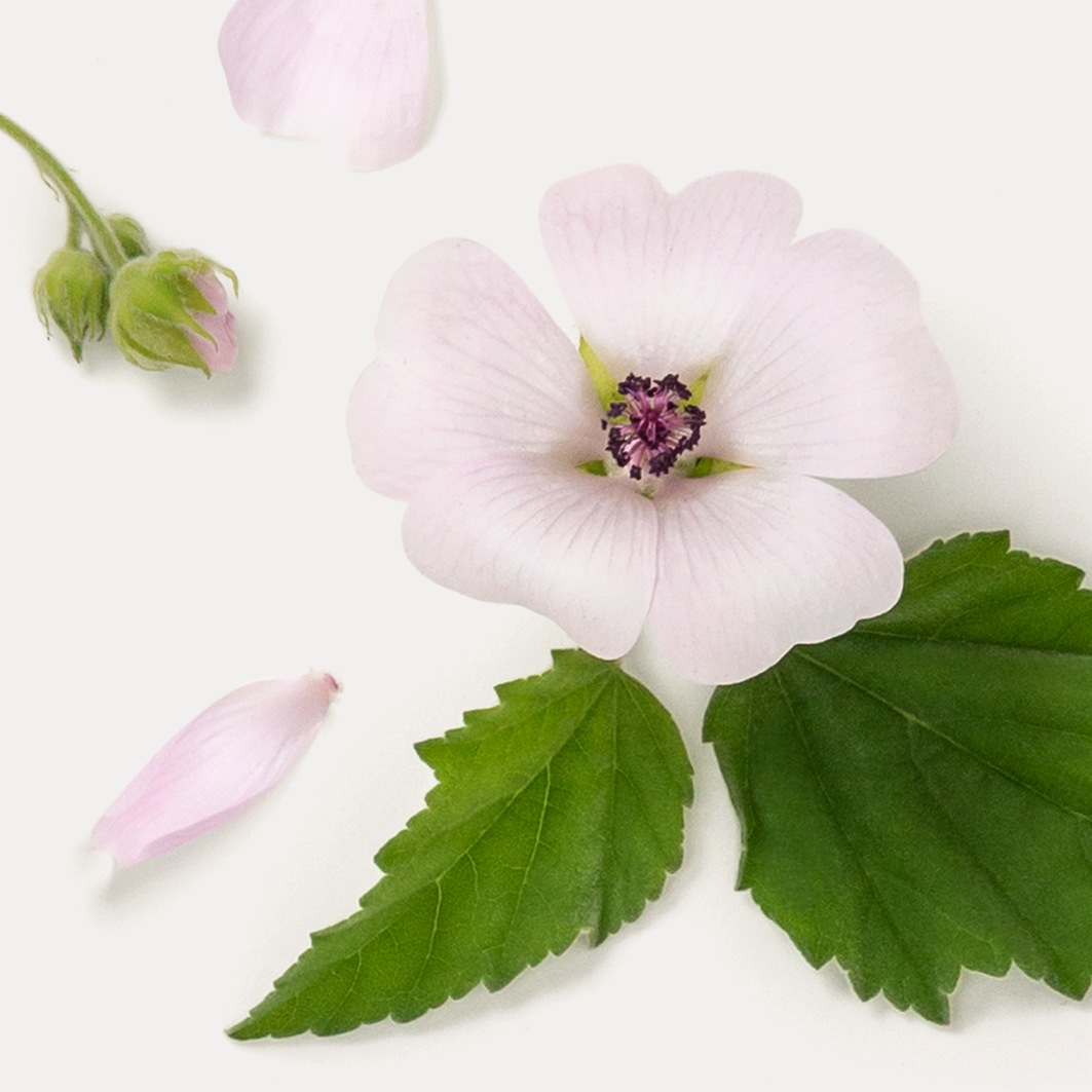 Krem na dzień Dr. Hauschka Rose