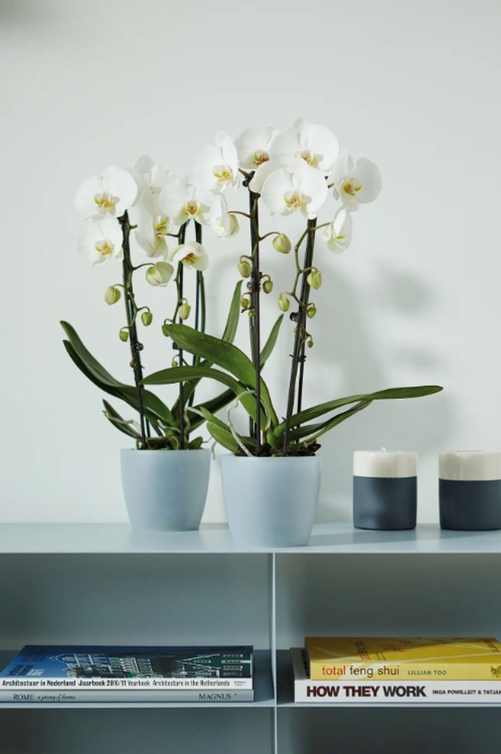 Elho Übertopf Brussels Orchidee transparent