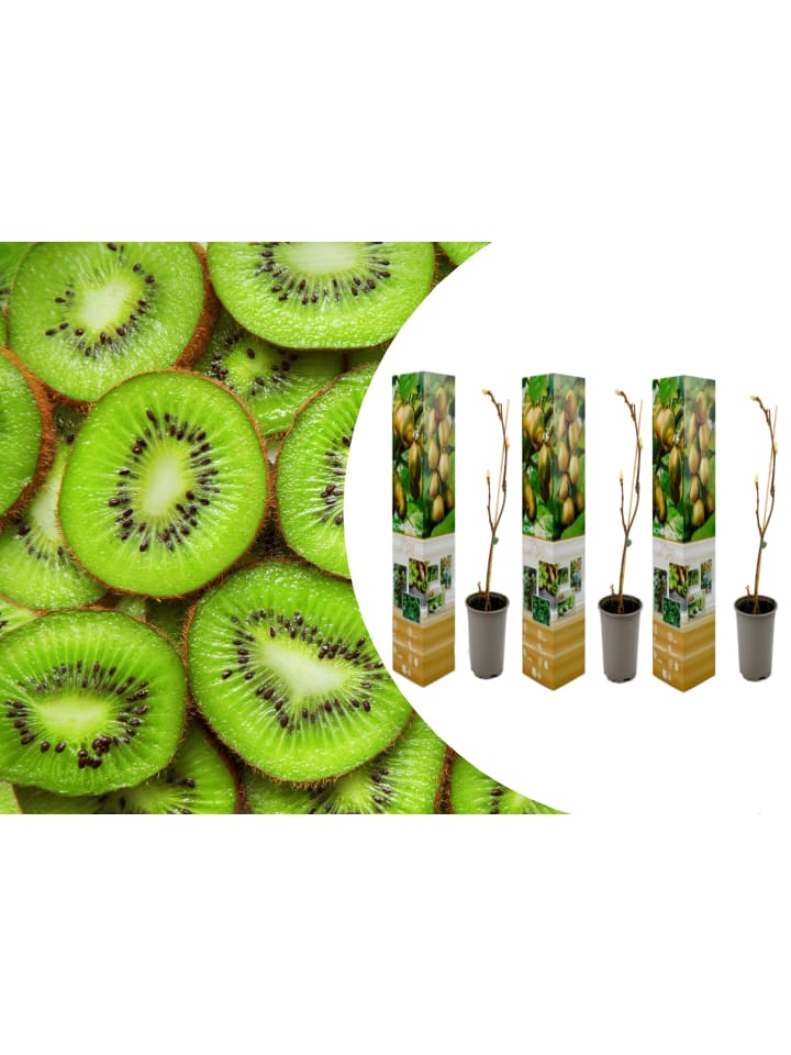 OH2 3er-Set: Kiwi Jenny in Grün günstig kaufen onesize