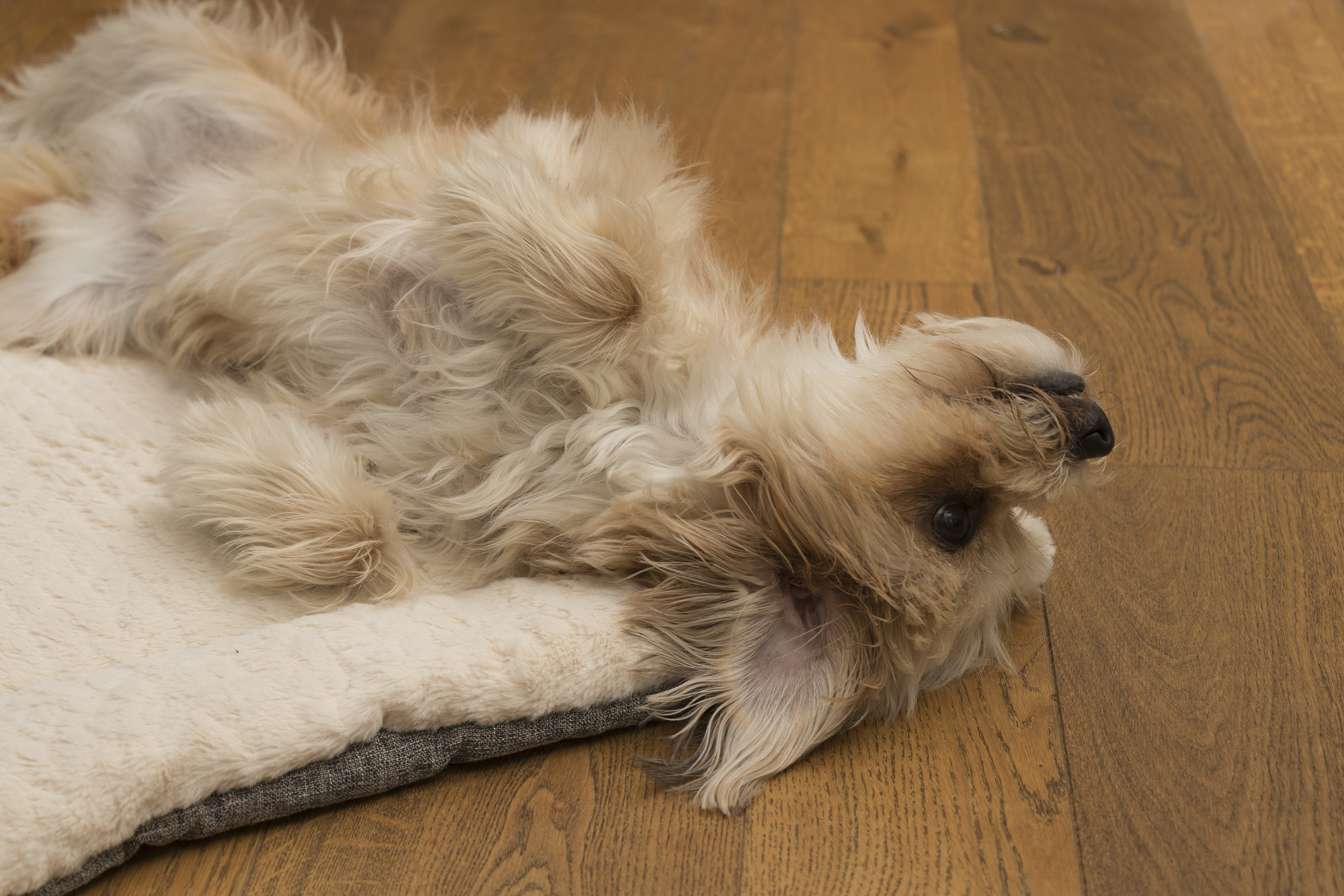 TrendPet Hundedecken TrendPet Heaven gefütterte Liegedecke beige XS