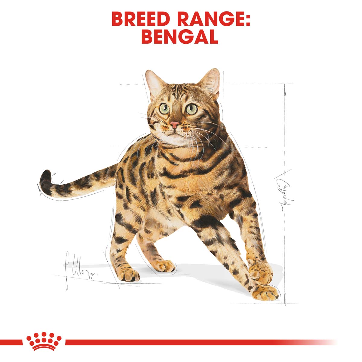 ROYAL CANIN Bengal Adult Katzenfutter trocken kaufen