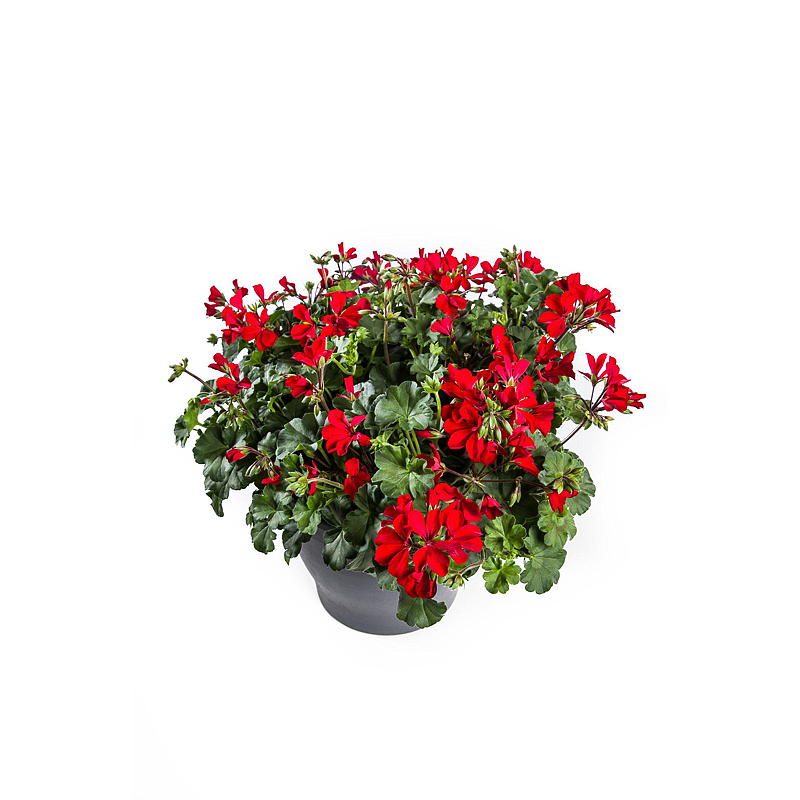 Pelargonia P12, Landscape