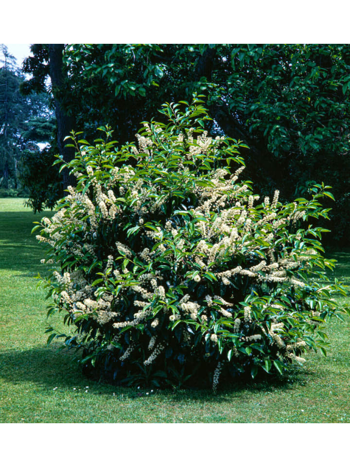 OH2 6er-Set Prunus lusitanica 'Angustifolia in Grün günstig kaufen onesize