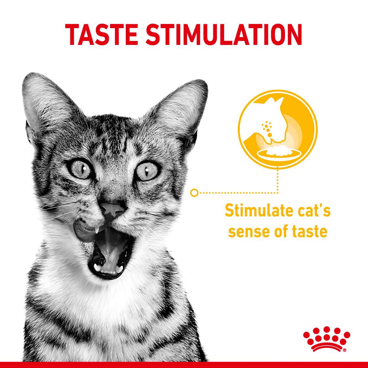Royal Canin Sensory Multipack Gravy günstig kaufen