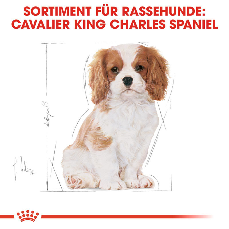 ROYAL CANIN Hundetrockenfutter ROYAL CANIN Cavalier King Charles Puppy 1,5kg