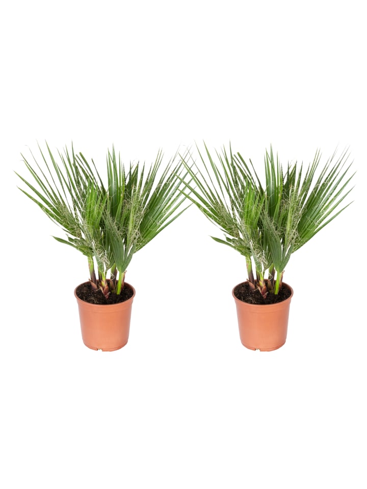 OH2 2er-Set: Washingtonia robusta Mittel in Grün günstig kaufen onesize